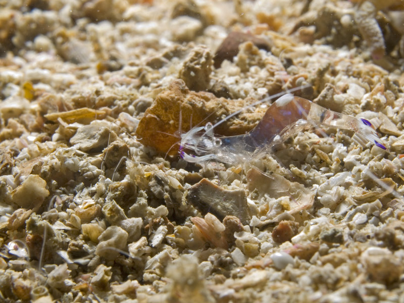 Shrimp, Ko Bida